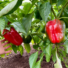 Bull Nose Pepper