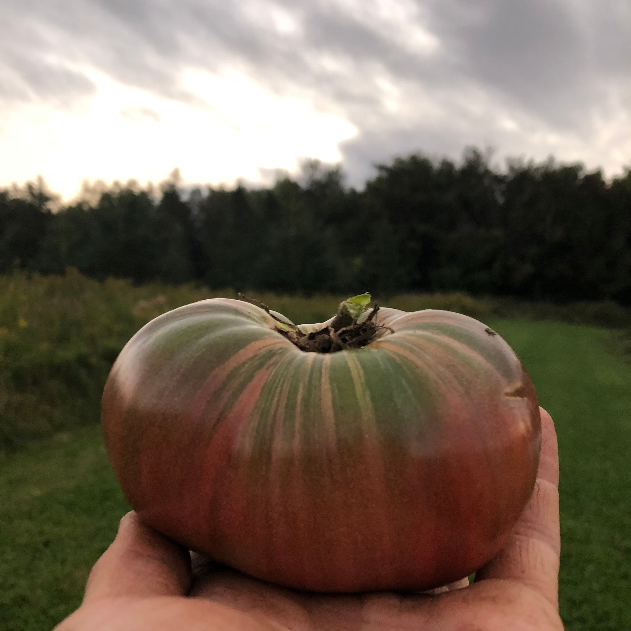 Byrka's Blue Tomato – Revival Seeds