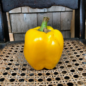 Golden California Wonder Pepper