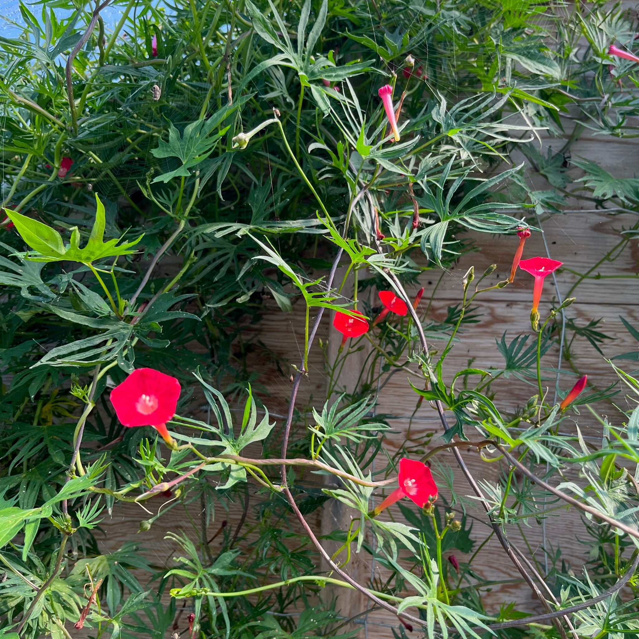 Cardinal Climber Revival Seeds