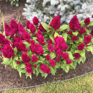 Purple Celosia