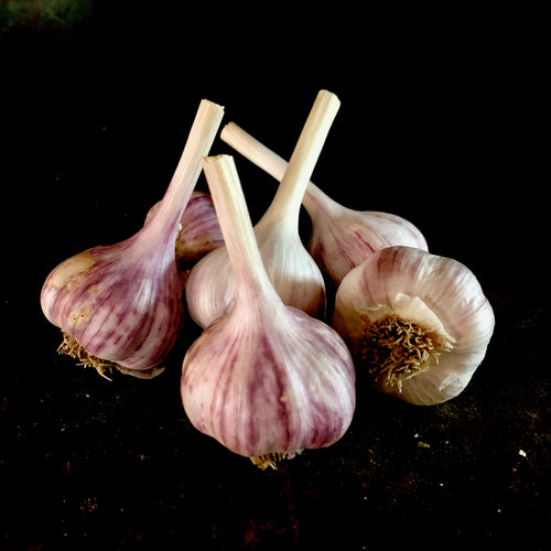 Chesnok Red Garlic