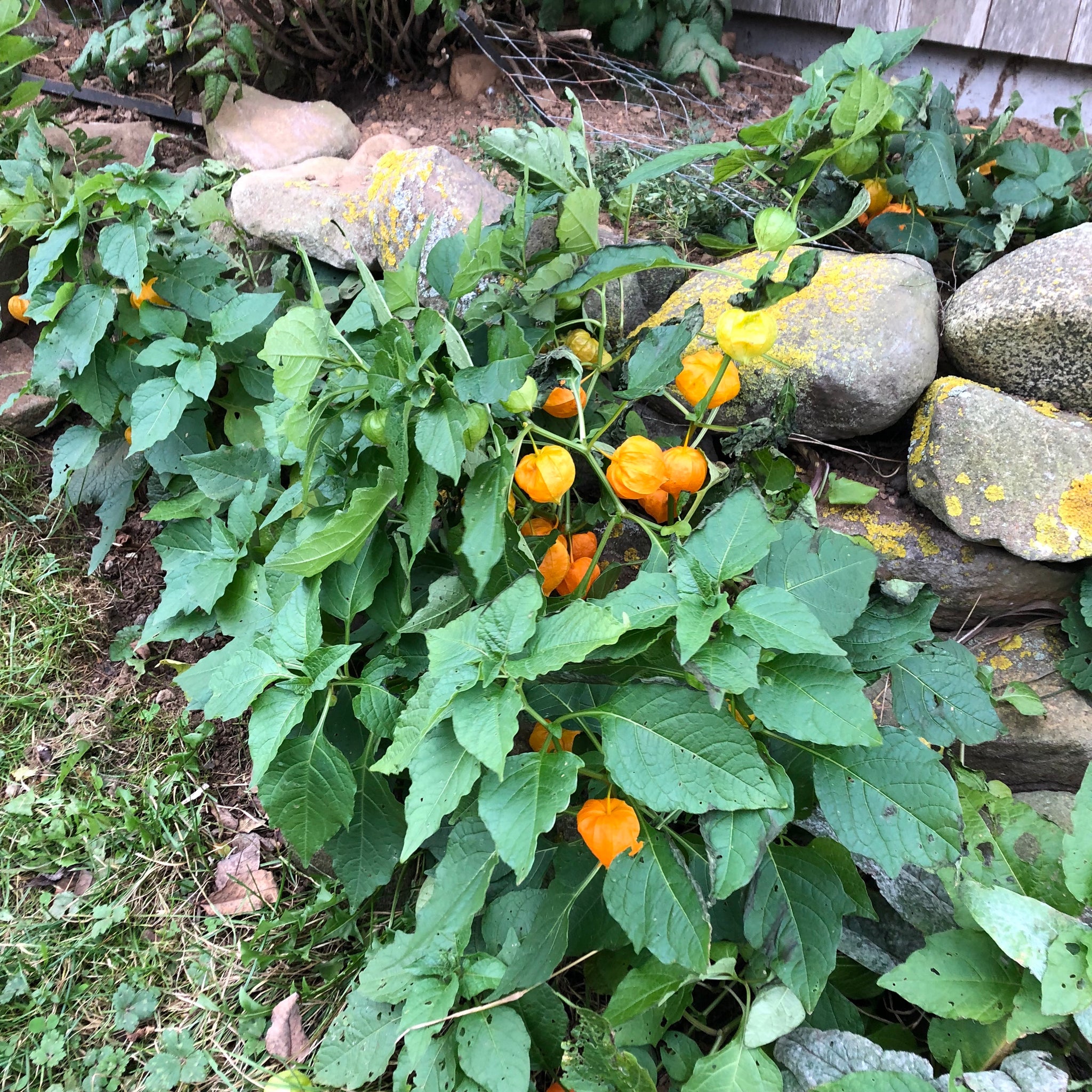 planting chinese lantern seeds Chinese Lanterns – Revival Seeds