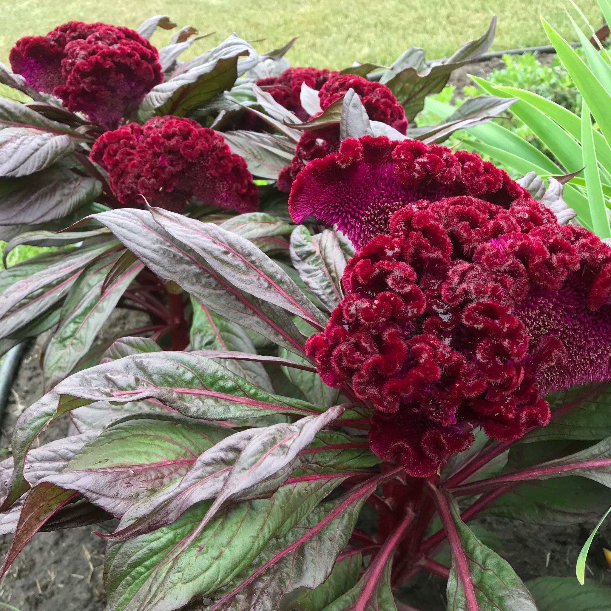 Cockscomb – Revival Seeds