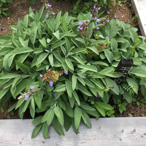 Common Sage