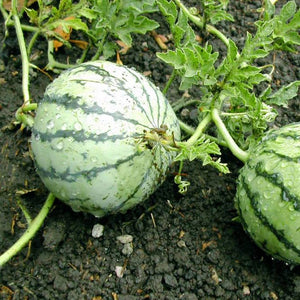 Cream of Saskatchewan Watermelon