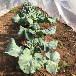 Dandy Early Broccoli