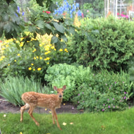 Deer Resistant Flowers