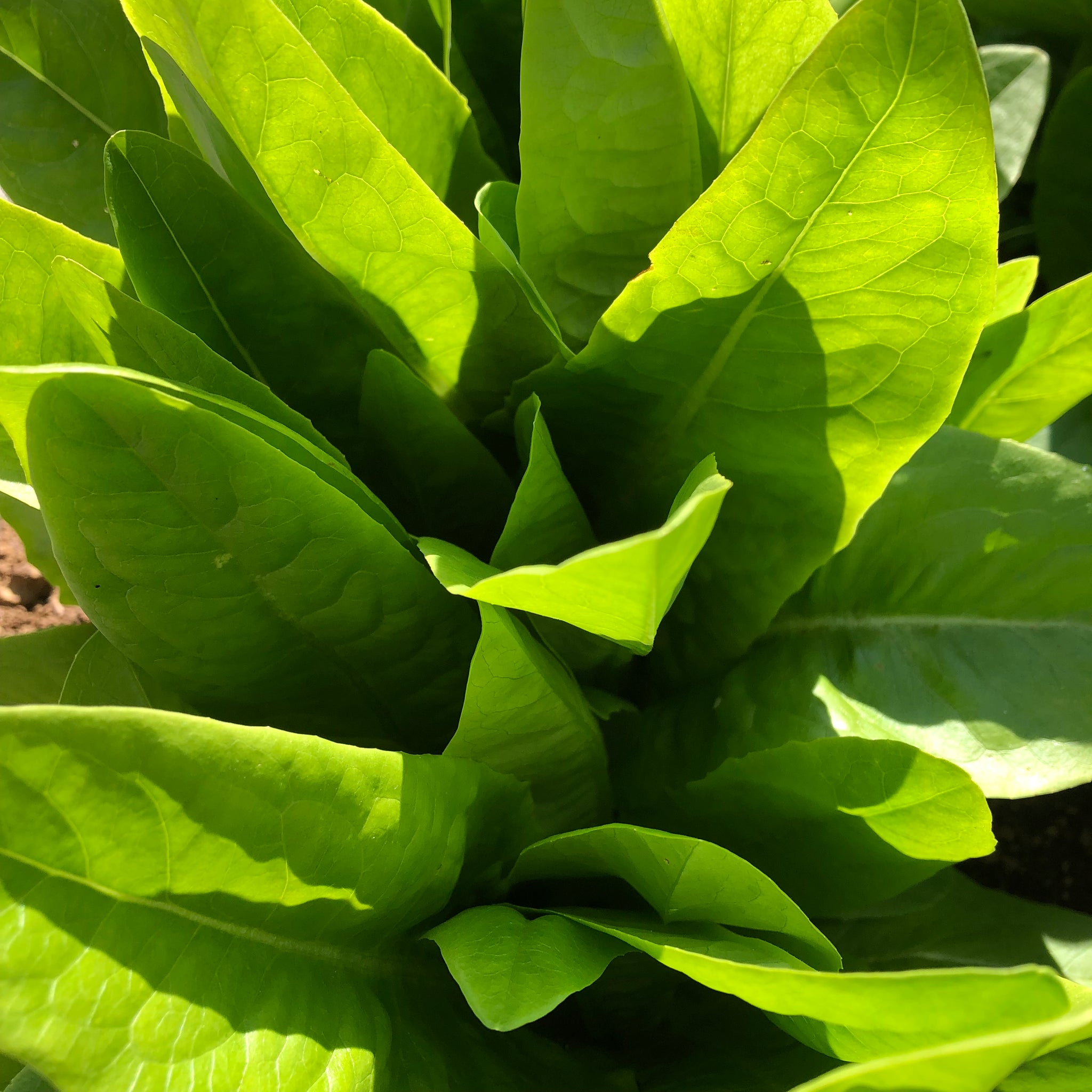 Green Deer Tongue Lettuce Revival Seeds