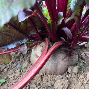 Detroit Dark Red Beet