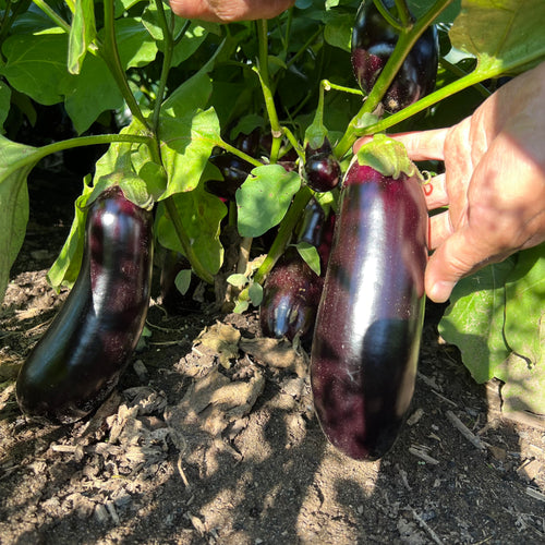 Diamond Eggplant
