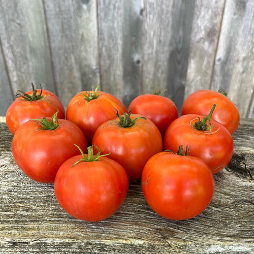 Doukhobor Tomato