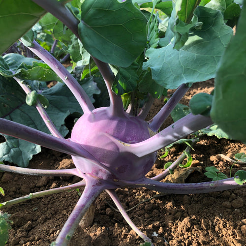 Early Purple Vienna Kohlrabi