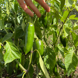 Early Jalapeno Pepper