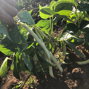 Eastern Black Wax Bush Bean