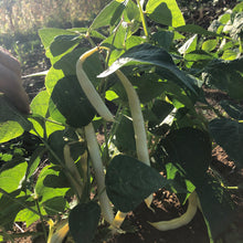 Eastern Black Wax Bush Bean