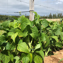 Emil's Stringless Green Bush Bean