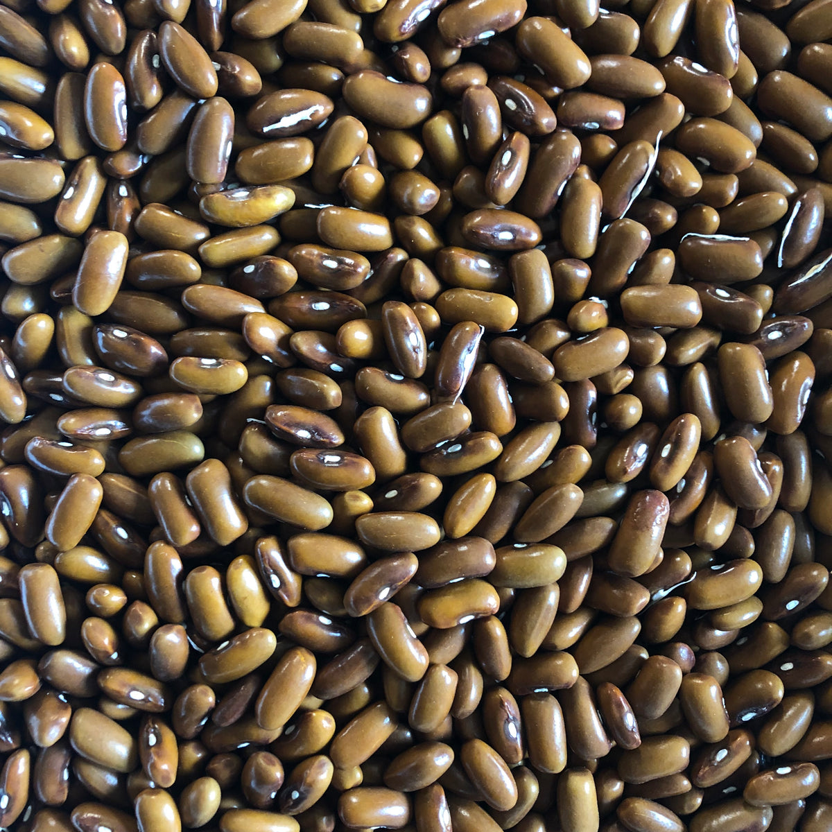 Emil's Stringless Green Bush Bean β Revival Seeds