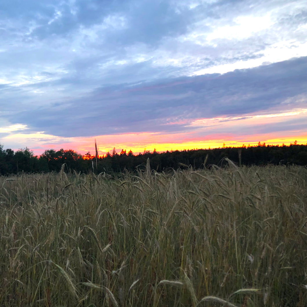 Fall Rye – Revival Seeds