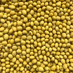 Golden Swedish Soybean