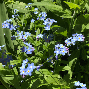 Forget Me Nots