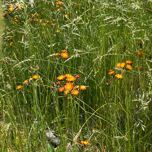 Fox and Cubs