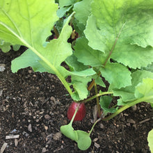 French Breakfast Radish