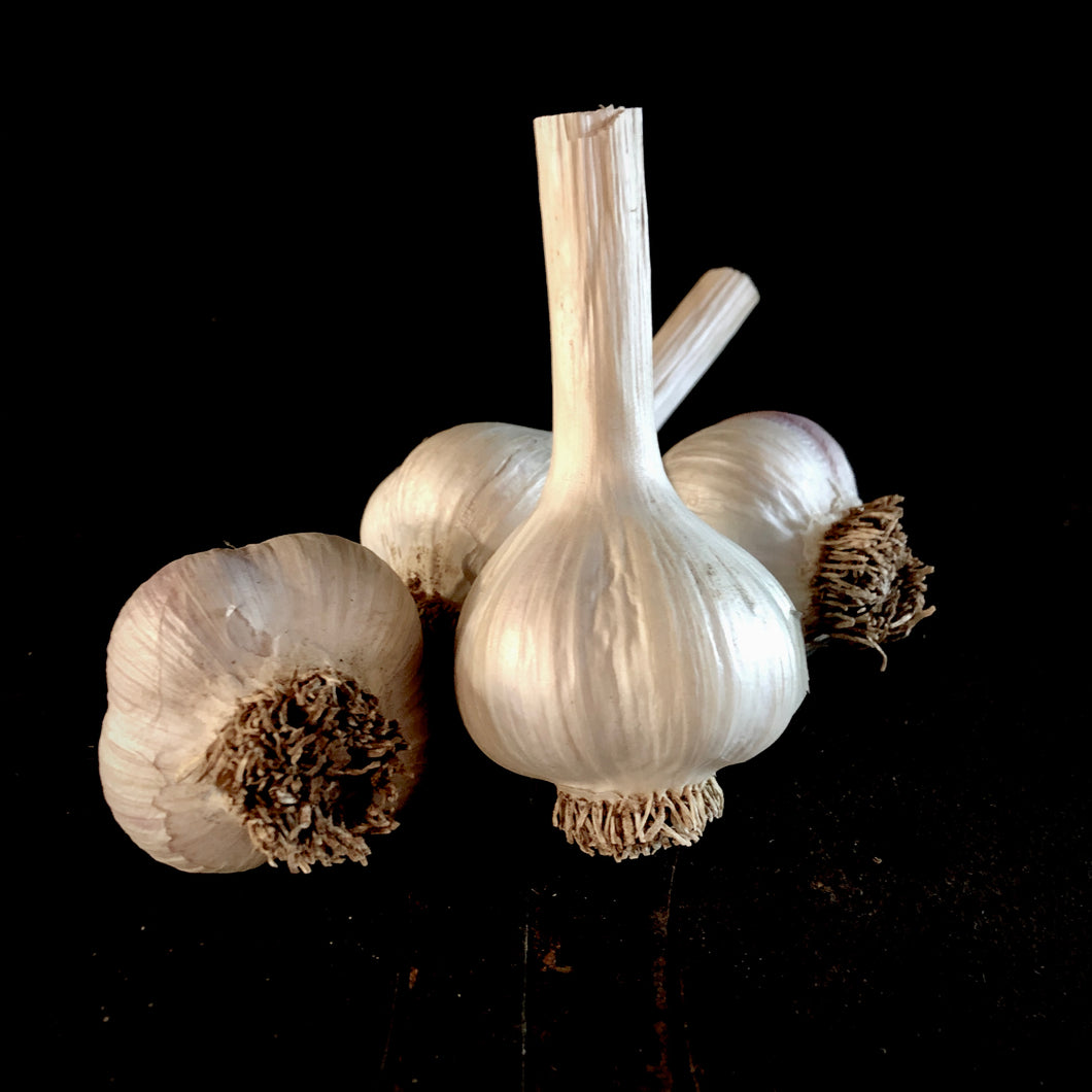 French Porcelain Garlic