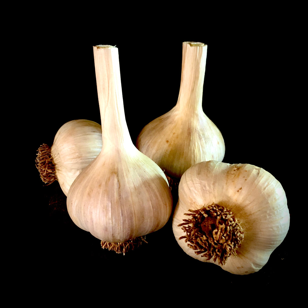Georgian Fire Garlic