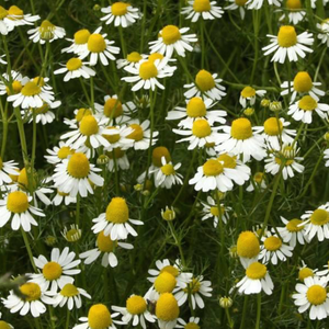 German Chamomile