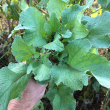 German Giant Radish (Stuttgart Red)