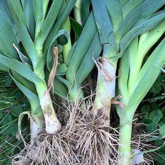 Giant Musselburgh Leek – Revival Seeds