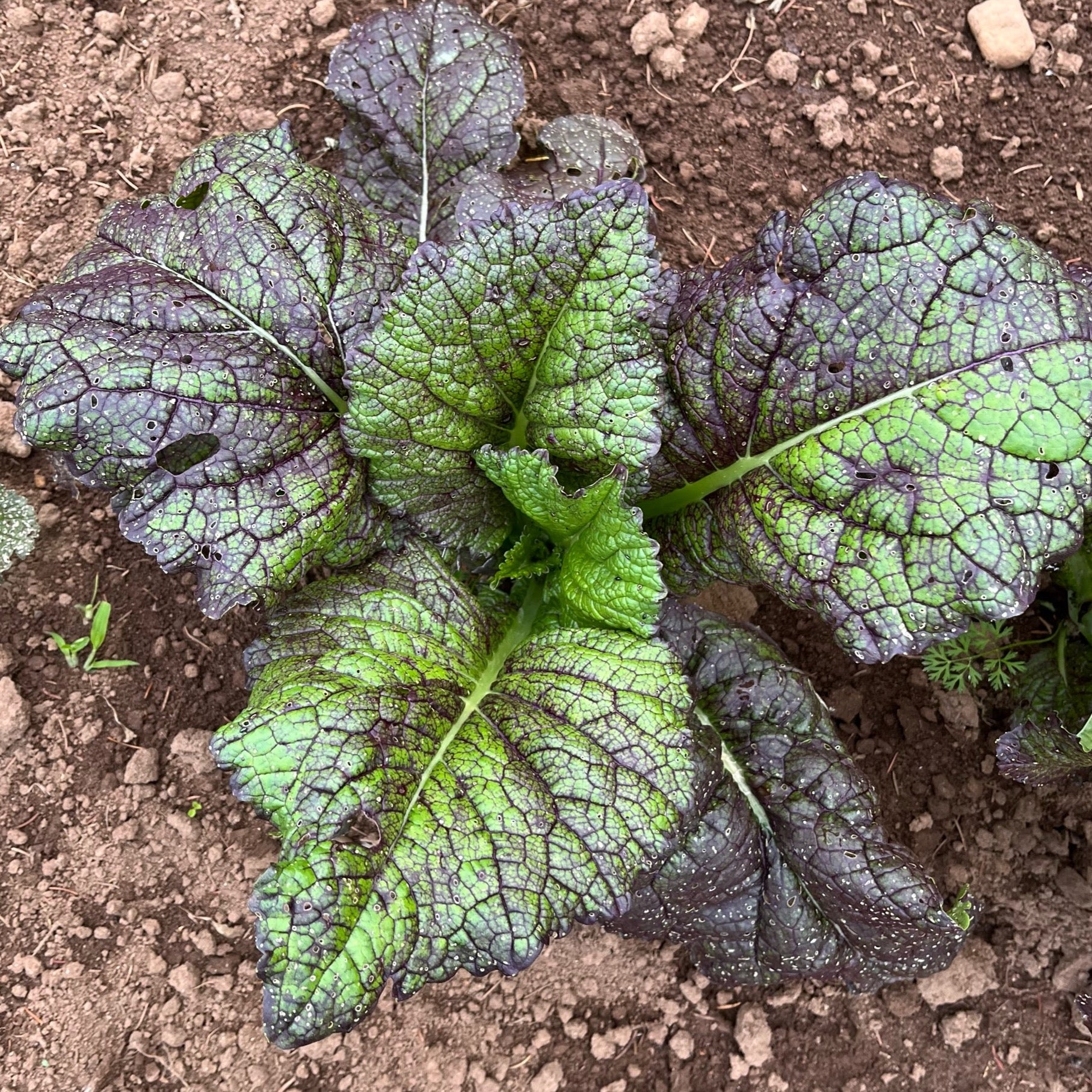 Giant Red Mustard – Revival Seeds