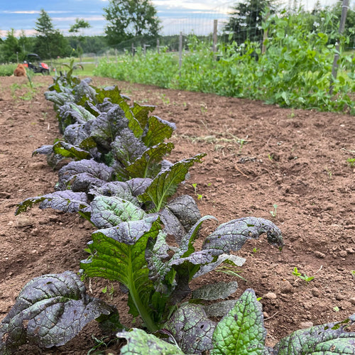 Giant Red Mustard