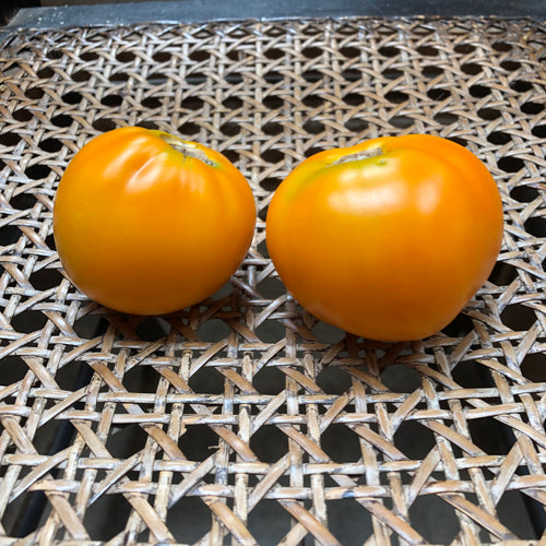 Tomatoes – Tagged tomato – Revival Seeds