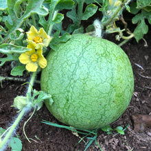 Golden Midget Watermelon