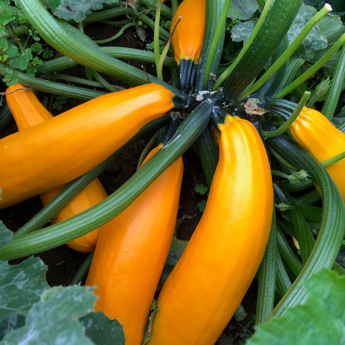Golden Zucchini