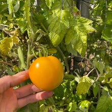 Golden Heart Tomato