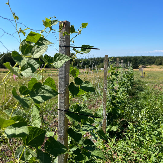Graines de Café Pole Bean Revival Seeds