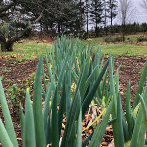 Parade Green Bunching Onion