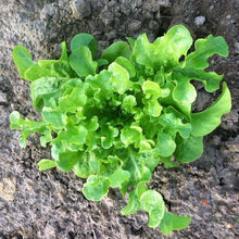 Green Salad Bowl Lettuce