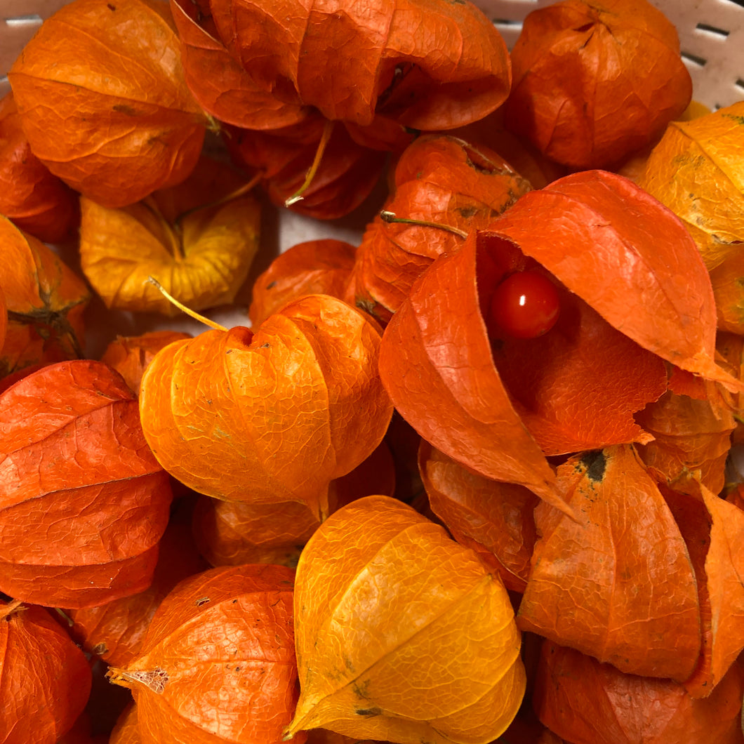 japanese lantern plant seeds Chinese Lanterns – Revival Seeds