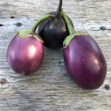 Guryn Black Beauty Eggplant