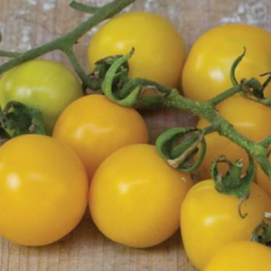 Hartman's Yellow Gooseberry Tomato