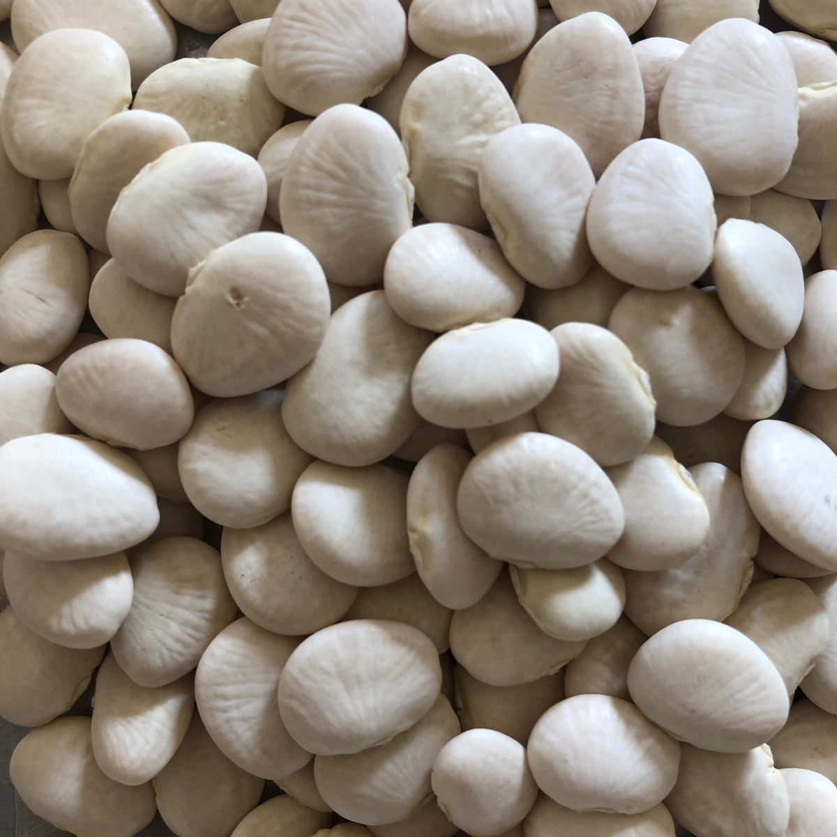 Henderson Bush Lima Bean Revival Seeds