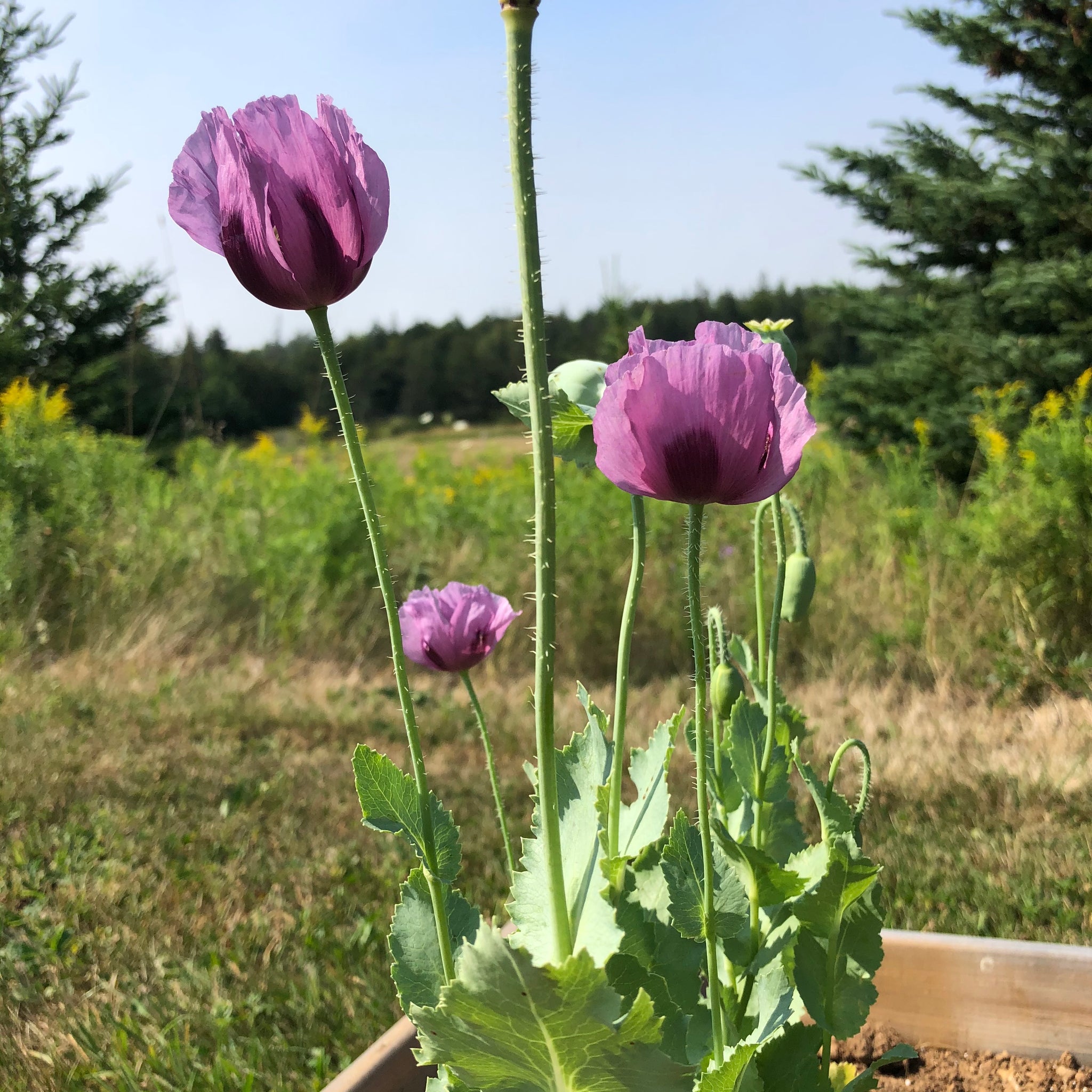 Hungarian Blue Breadseed Poppy Seeds