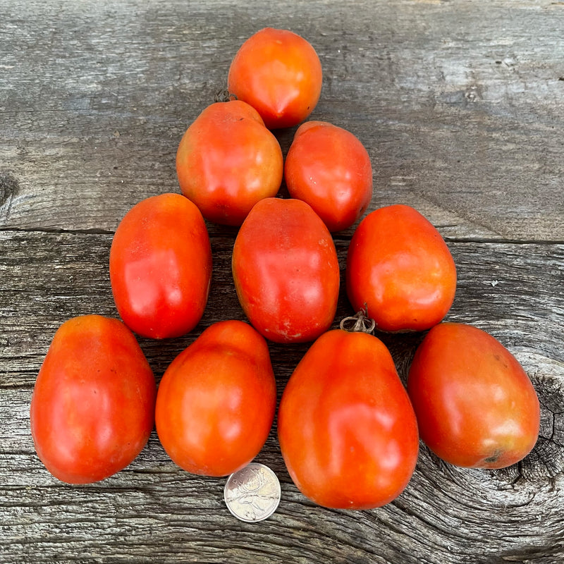 トイガン TOMATO Organic Pruden's Purple Heirloom Tomato Seeds – Northern Seeds