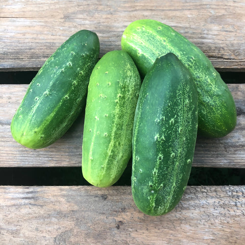 National Pickling Cucumber