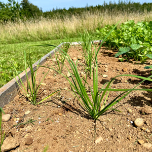 Garlic Chives