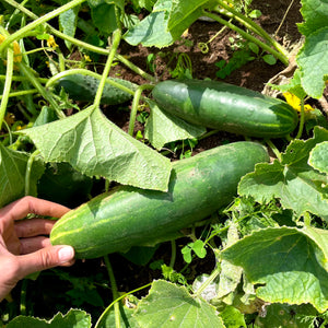 Longfellow Cucumber